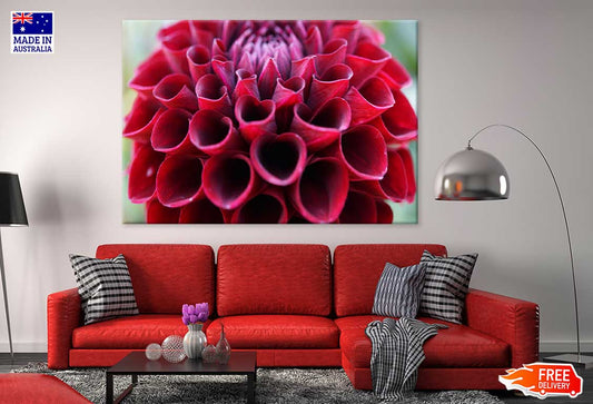 Maroon Dahlia Flower Closeup View Photograph Print 100% Australian Made