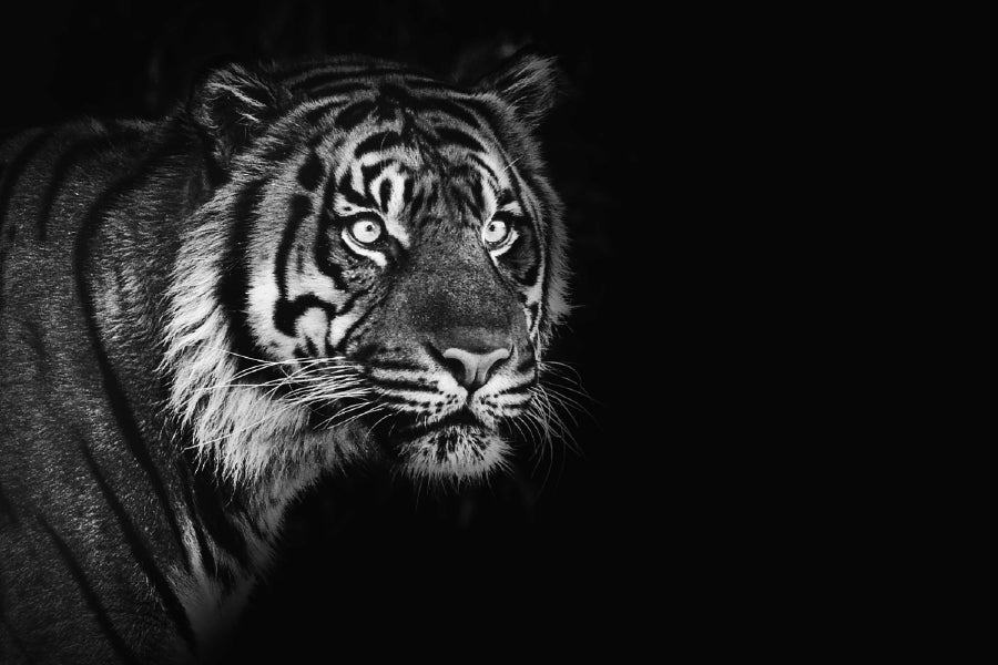 Sumatran Tiger Closeup B&W View Photograph Print 100% Australian Made