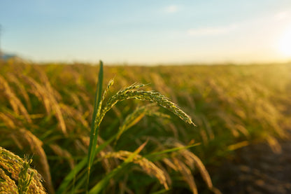 Rice Plant Sunset Scenery View Photograph Print 100% Australian Made