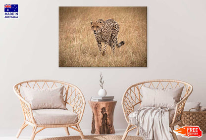 African Cheetah on Landscape View Photograph Print 100% Australian Made