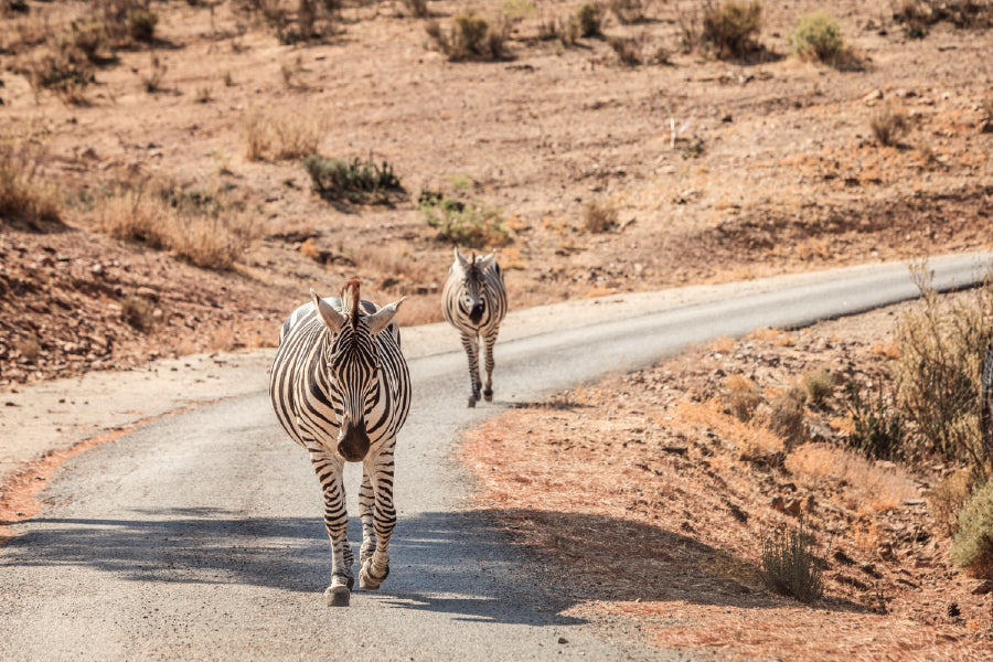 Zebras Walking On Road Photograph Print 100% Australian Made