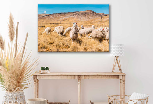 Bella Home Lamas & Eating Grass Print Canvas Ready to hang