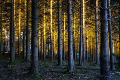 Sunrays in Forest Photograph Print 100% Australian Made