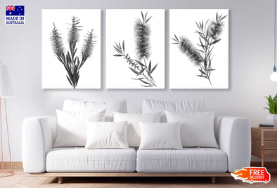 3 Set of B&W Bottle Brush Flowers Photograph High Quality Print 100% Australian Made Wall Canvas Ready to Hang
