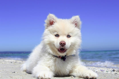 White Husky Puppy Closeup Photograph Print 100% Australian Made