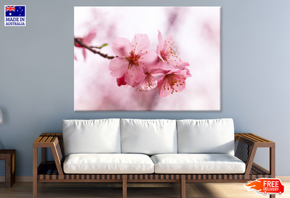 Blossom Flowers On Tree Closeup Photograph Print 100% Australian Made