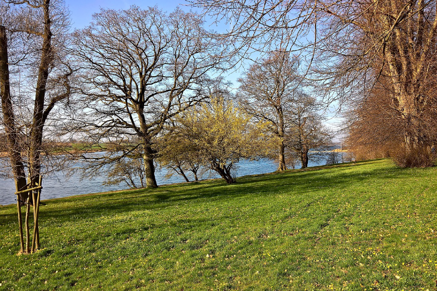 Trees Near River Photograph Print 100% Australian Made