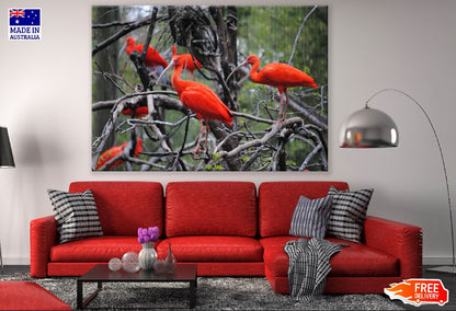 Orange Birds on Tree Branch Photograph Print 100% Australian Made