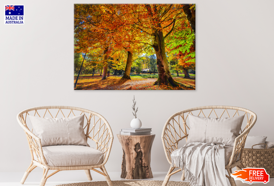 Autumn Trees & Forest View Photograph Print 100% Australian Made