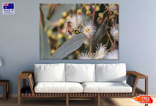 Bee on Eucalyptus Flowers View Photograph Print 100% Australian Made