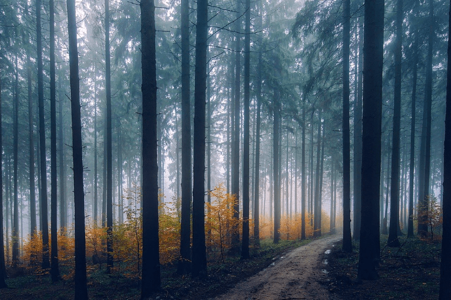 Forest in Fog Weather Photograph Print 100% Australian Made