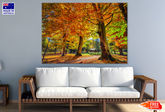 Autumn Trees & Forest View Photograph Print 100% Australian Made