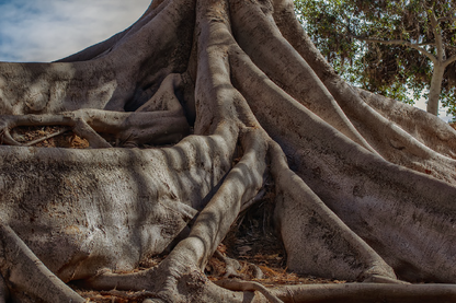 Huge Tree Root Closeup Photograph Print 100% Australian Made