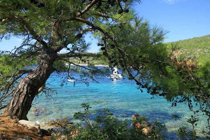 Tree Near Sea Photograph Print 100% Australian Made