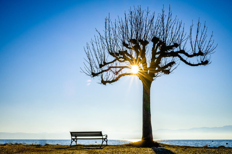 Bench with Old Dead Tree View Photograph Print 100% Australian Made