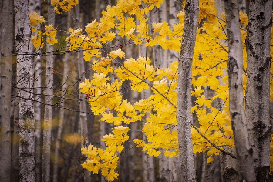 Yellow Maple Tree Forest Photograph Print 100% Australian Made