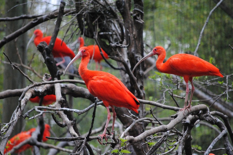 Orange Birds on Tree Branch Photograph Print 100% Australian Made