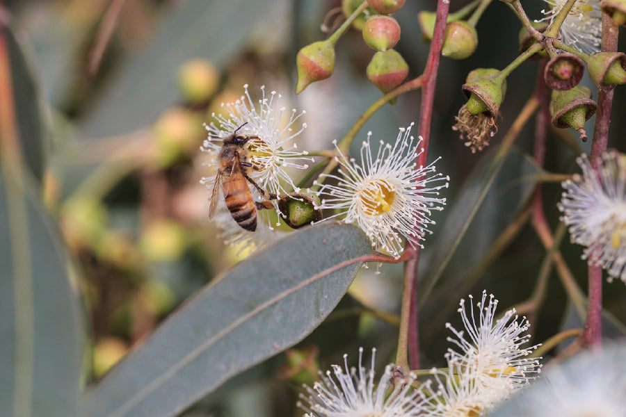 Bee on Eucalyptus Flowers View Photograph Print 100% Australian Made