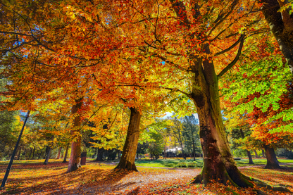 Autumn Trees & Forest View Photograph Print 100% Australian Made