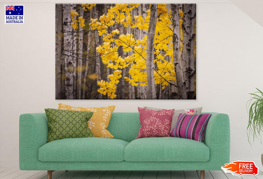 Yellow Maple Tree Forest Photograph Print 100% Australian Made