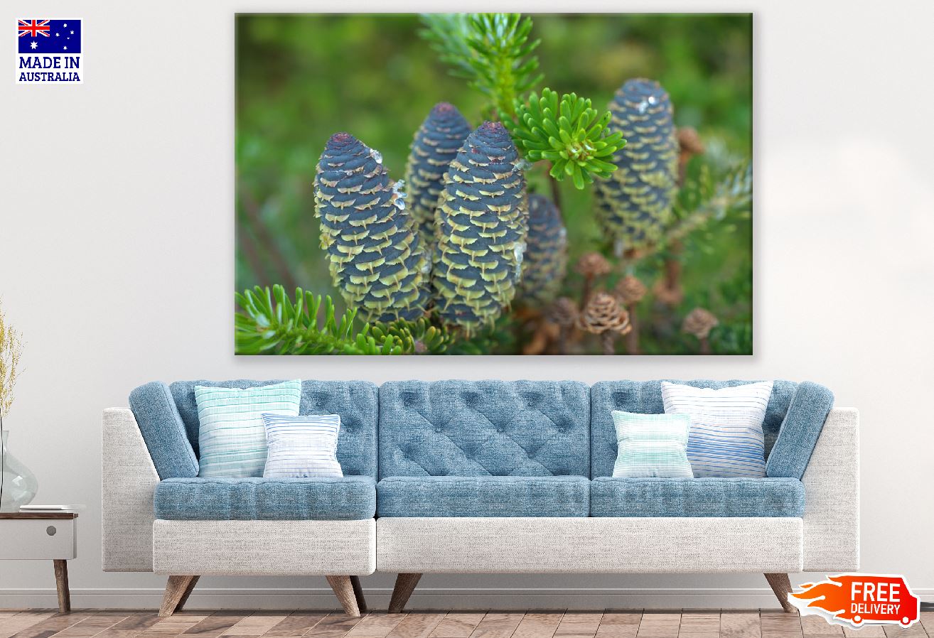 Fir Tree Pine Cones Photograph Print 100% Australian Made