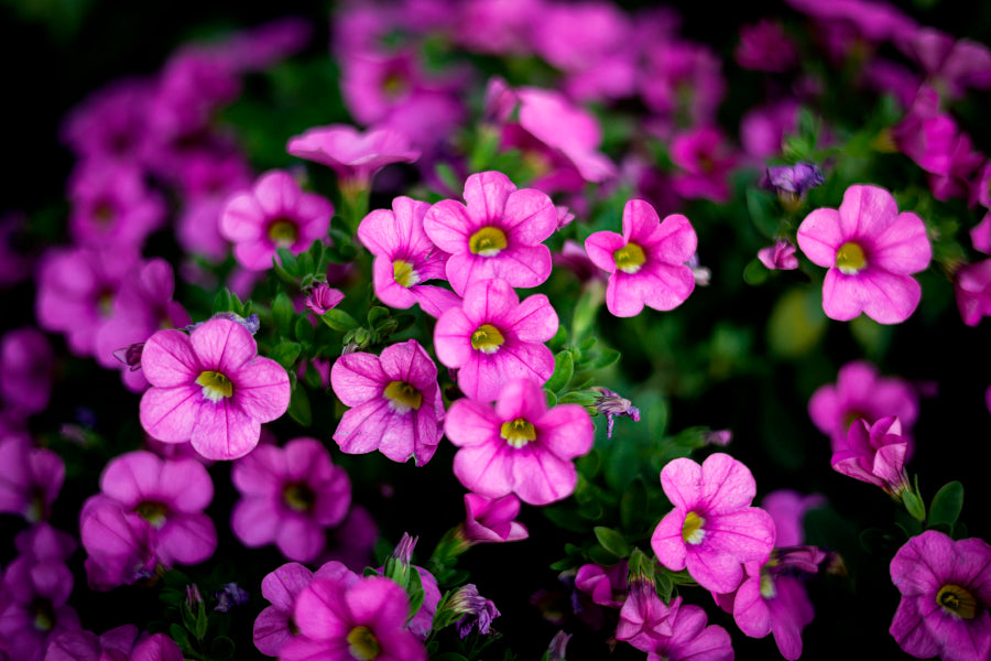 Bella Home Closeup Shot of Calibrachoa Flowers Print Canvas Ready to hang