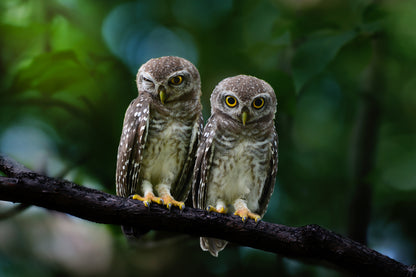 Spotted Owlet Pair Photograph Print 100% Australian Made