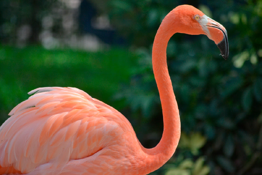 Bella Home Closeup Photograph of A Flamingo Print Canvas Ready to hang