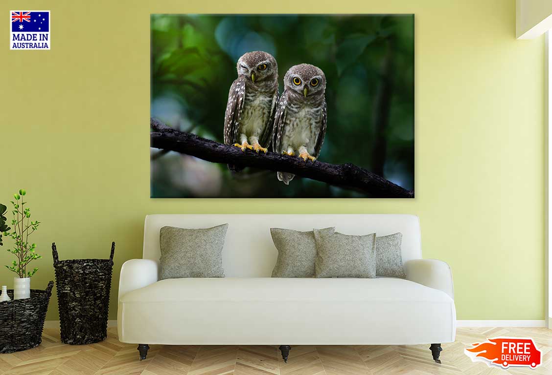 Spotted Owlet Pair Photograph Print 100% Australian Made