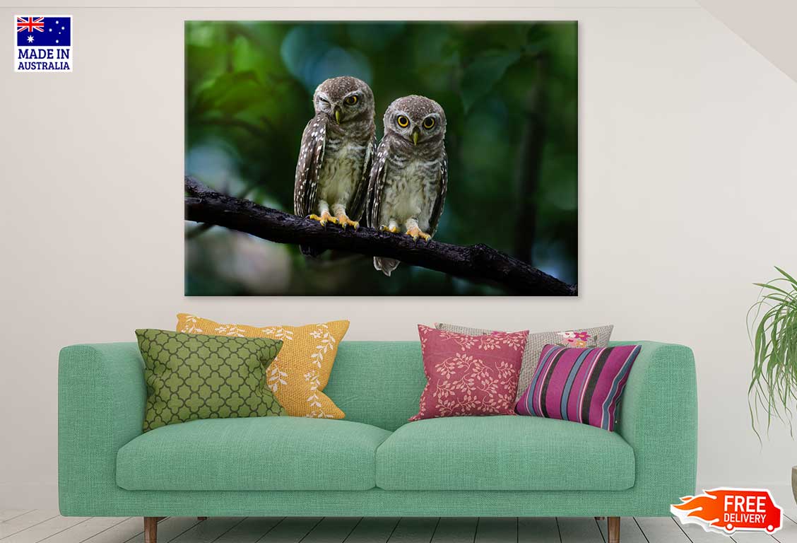 Spotted Owlet Pair Photograph Print 100% Australian Made