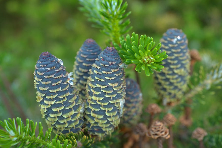 Fir Tree Pine Cones Photograph Print 100% Australian Made