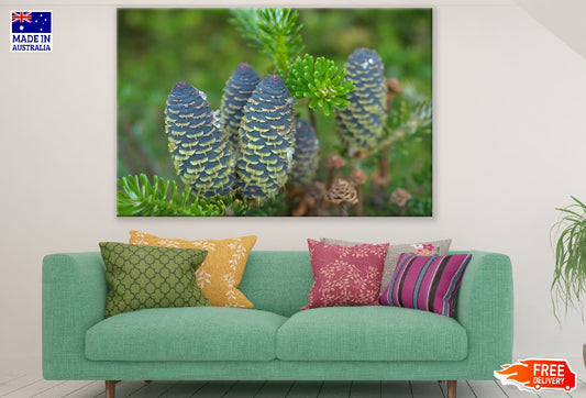 Fir Tree Pine Cones Photograph Print 100% Australian Made