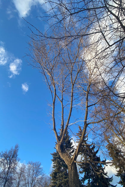 Dead Tree Branches Blue Sky View Photograph Print 100% Australian Made