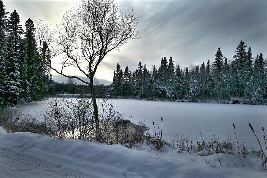 Snow Covered Forest & Frozen Lake Photograph Print 100% Australian Made