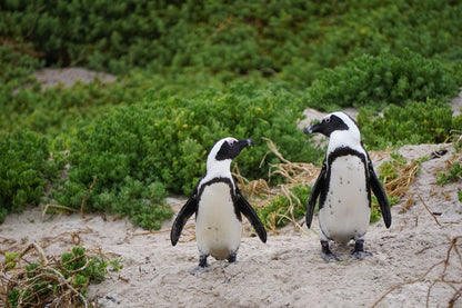 African Penguins on Valley Closeup Photograph Print 100% Australian Made