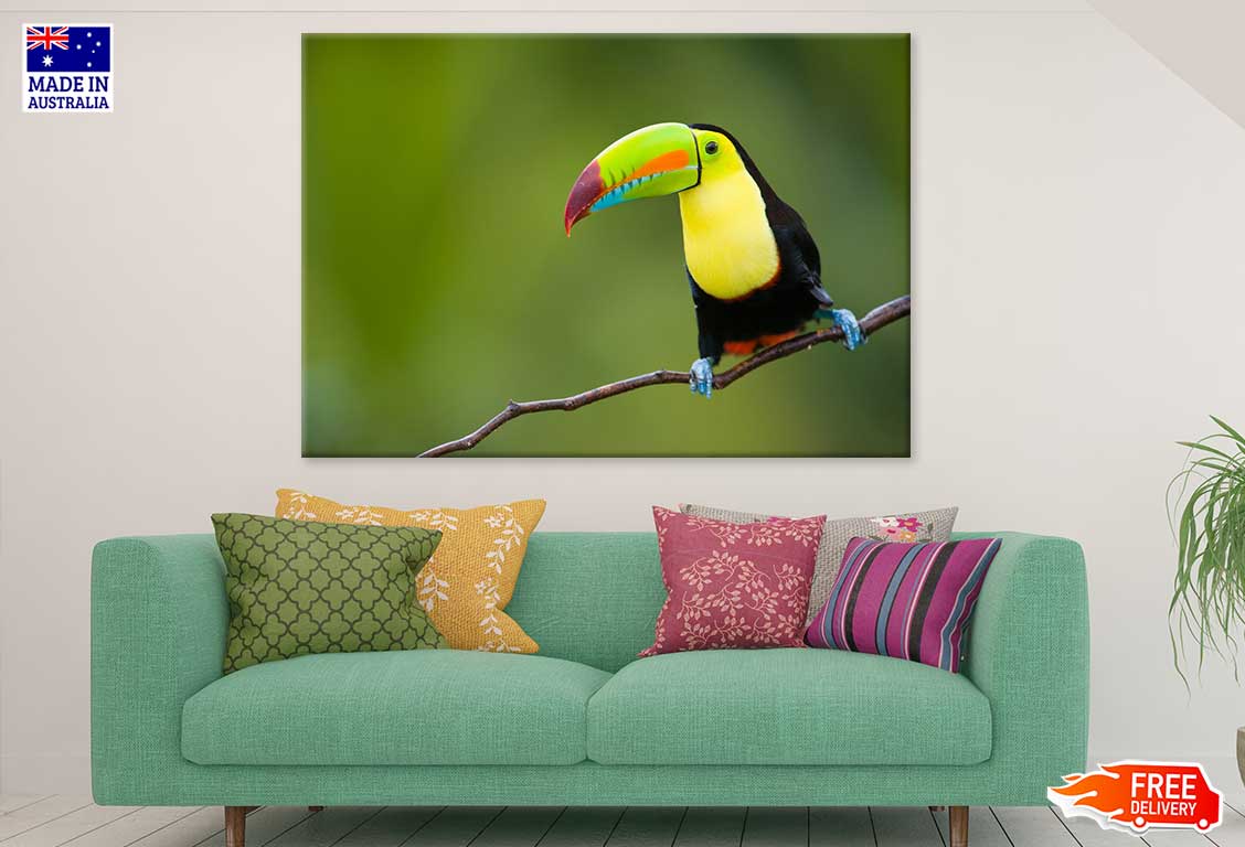 Keel Billed Toucan Closeup View Photograph Print 100% Australian Made