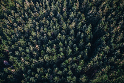 Landscape Aerial View Firs Tree Photograph Print 100% Australian Made