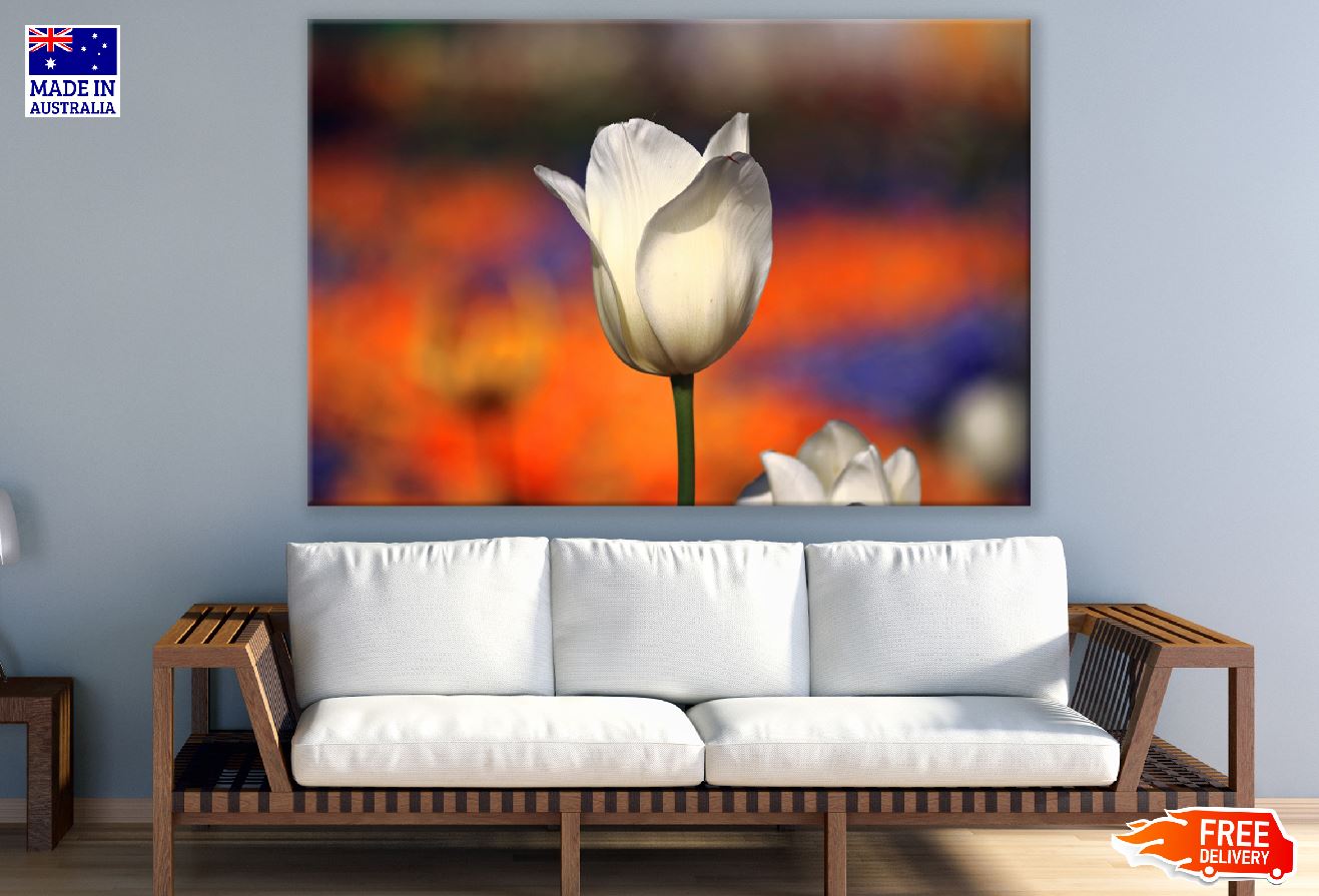 White Tulip Flower Closeup Photograph Print 100% Australian Made