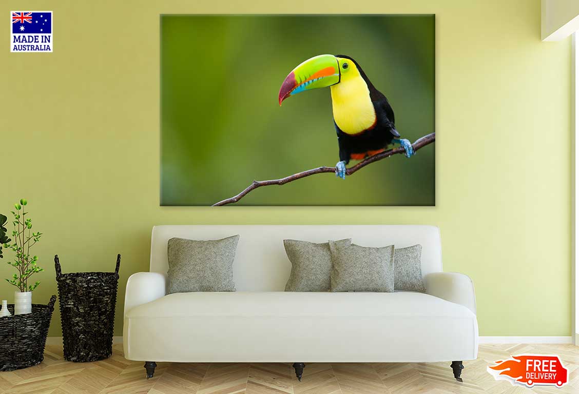 Keel Billed Toucan Closeup View Photograph Print 100% Australian Made