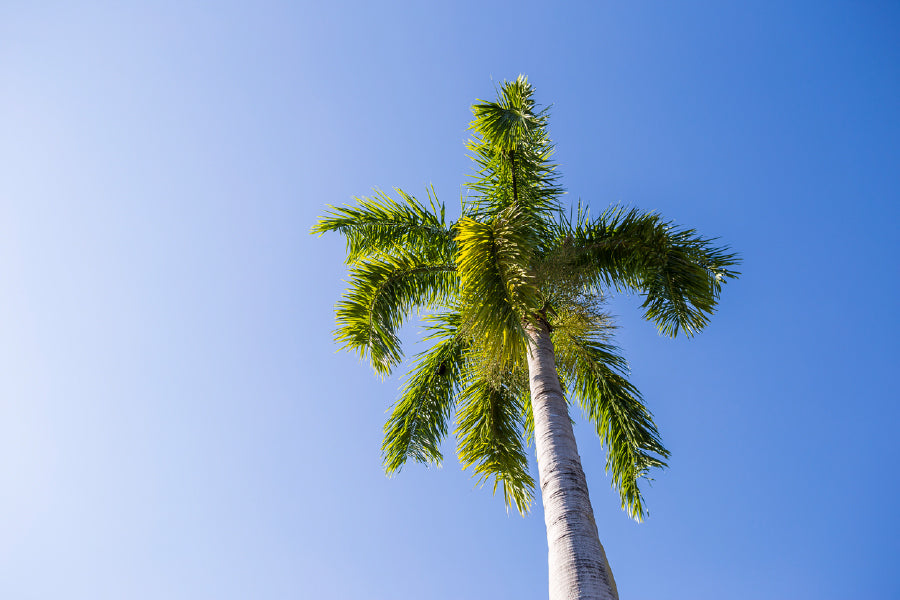 Green Palm Tree Blue Sky View Photograph Print 100% Australian Made