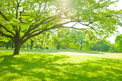 Nature Graden & Trees View Photograph Print 100% Australian Made