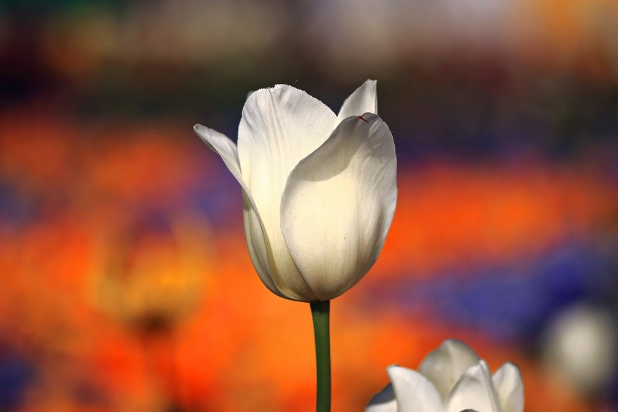 White Tulip Flower Closeup Photograph Print 100% Australian Made