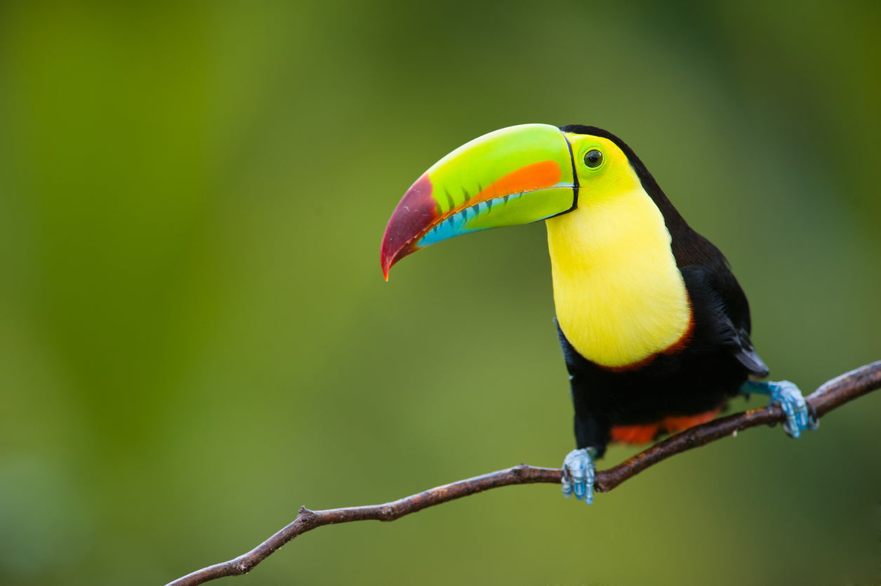 Keel Billed Toucan Closeup View Photograph Print 100% Australian Made