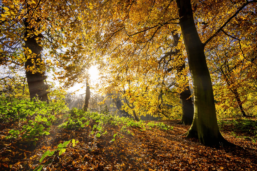 Autumn Forest & Sunrays Photograph Print 100% Australian Made