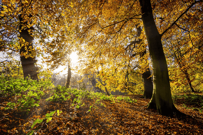 Autumn Forest & Sunrays Photograph Print 100% Australian Made