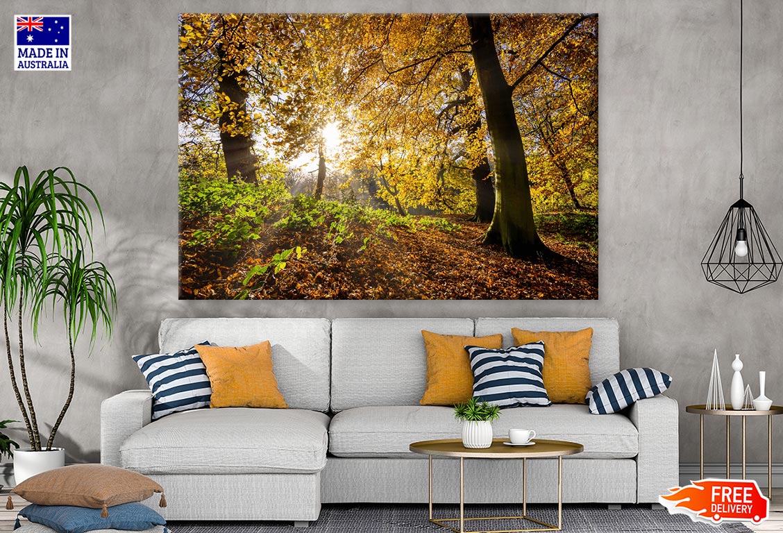 Autumn Forest & Sunrays Photograph Print 100% Australian Made