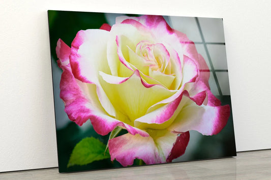 White Pink Rose Flower Closeup Photograph Acrylic Glass Print Tempered Glass Wall Art 100% Made in Australia Ready to Hang