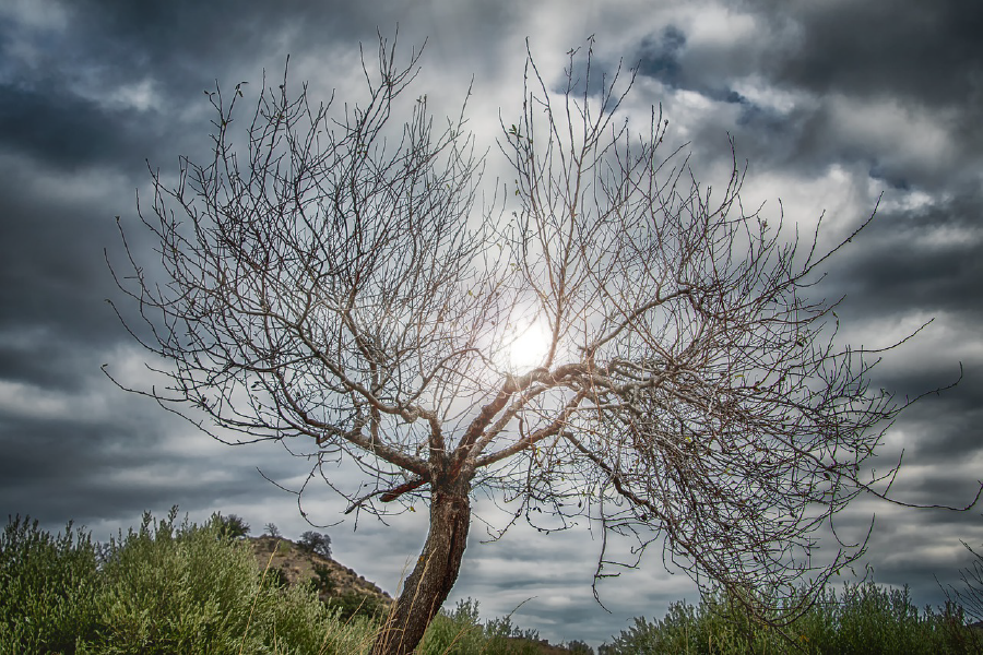 Dry Tree & Cloudy Sky Photograph Print 100% Australian Made