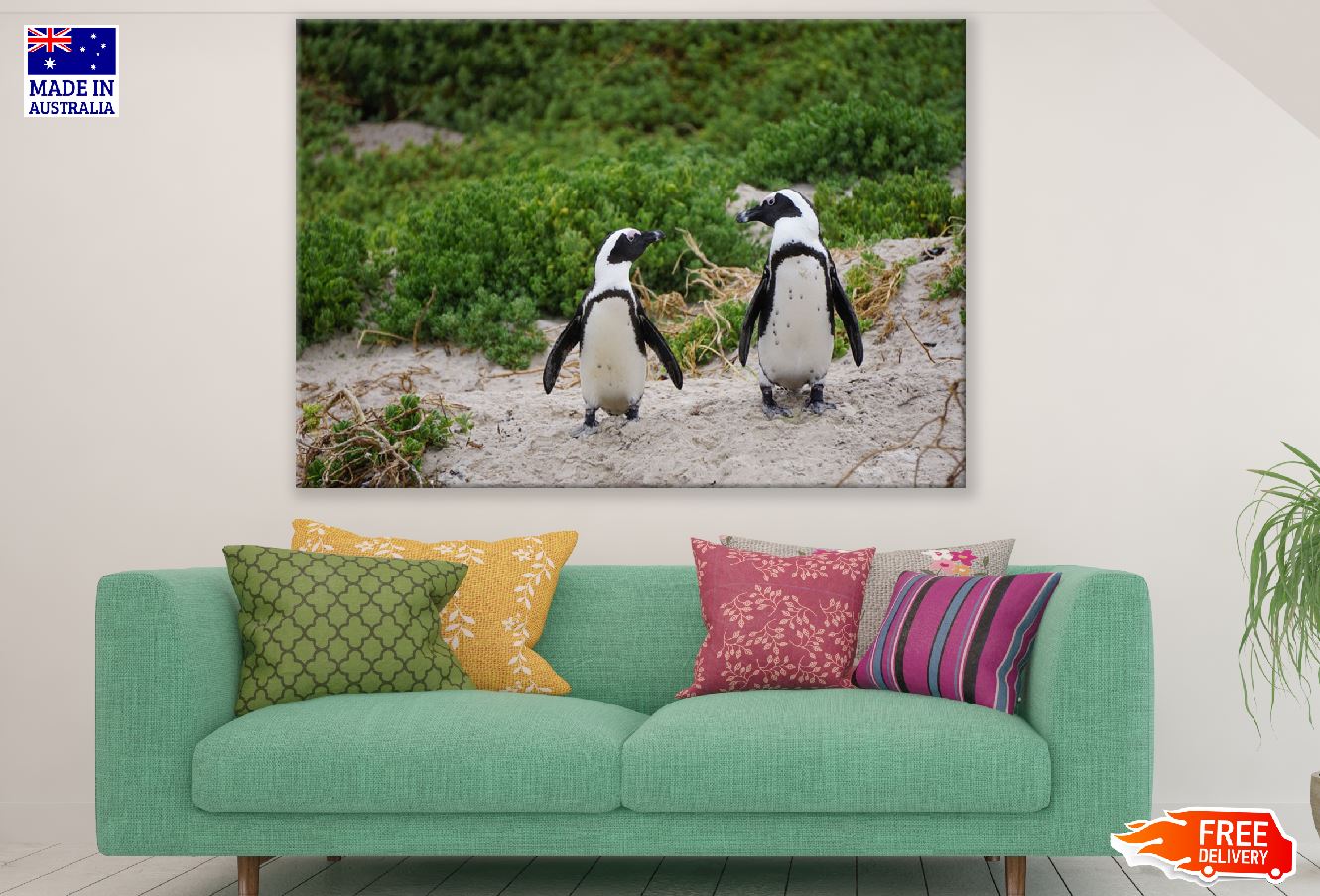 African Penguins on Valley Closeup Photograph Print 100% Australian Made