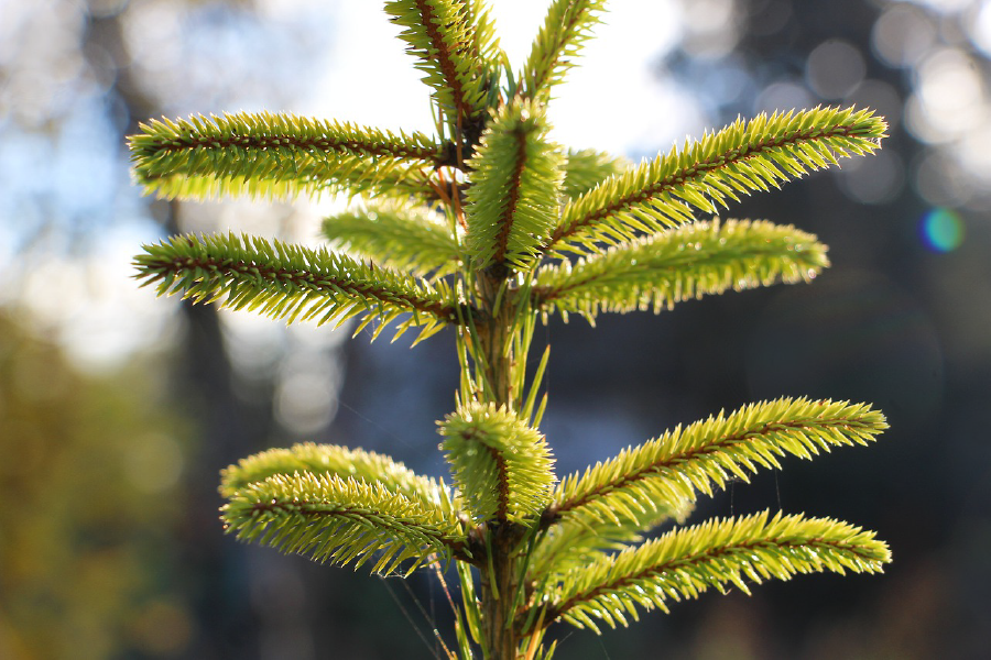 Plant Closeup Photograph Print 100% Australian Made